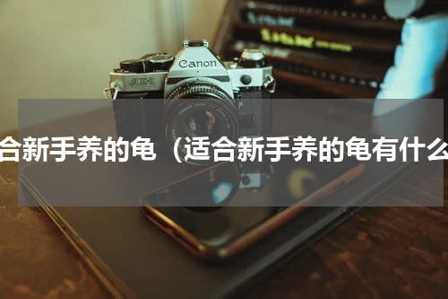 适合新手养的龟（适合新手养的龟有什么）