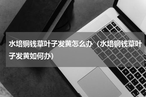 水培铜钱草叶子发黄怎么办（水培铜钱草叶子发黄如何办）